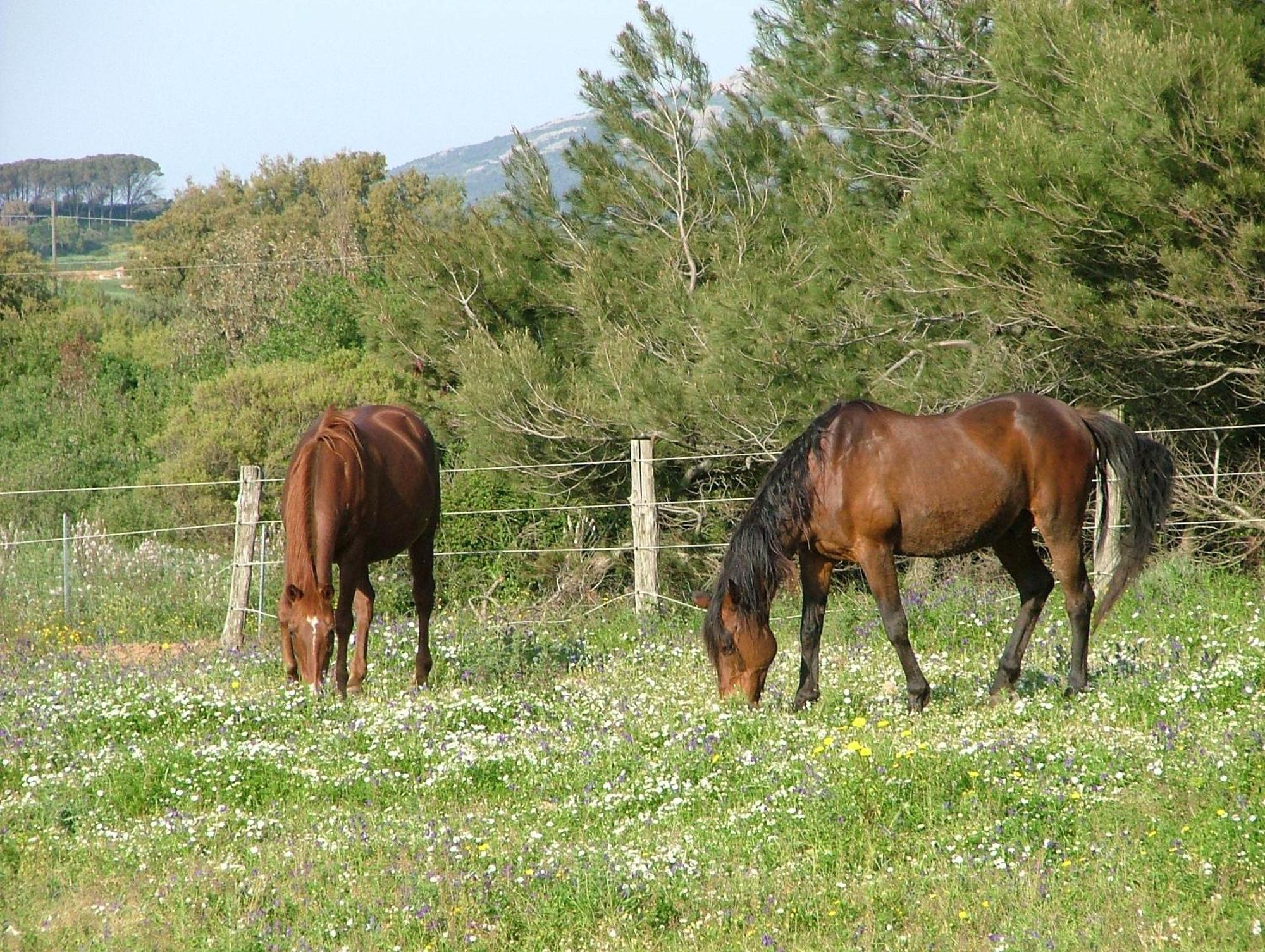Agriturismo Sa Perda Marcada Arbus Buitenkant foto